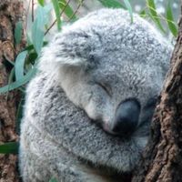 SleepyKoala