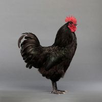 Australorp